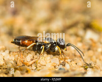 digger wasp (Dinetus pictus), Female digs the nest in sandy ground, Germany Stock Photo