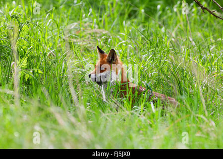 red fox (Vulpes vulpes), parent with caught mouse, Germany Stock Photo