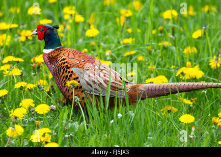common pheasant, Caucasus Pheasant, Caucasian Pheasant (Phasianus colchicus), male in a meadow with blooming dandelion, Germany