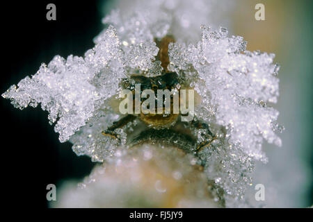 Siberian winter damselfly (Sympecma annulata, Sympecma paedisca), overwintering in ice and snow as an imago, portrait, Germany Stock Photo