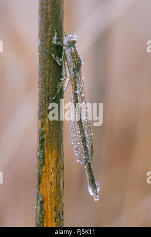 Siberian winter damselfly (Sympecma annulata, Sympecma paedisca), overwintering, imago coated with hoar frost, Germany Stock Photo