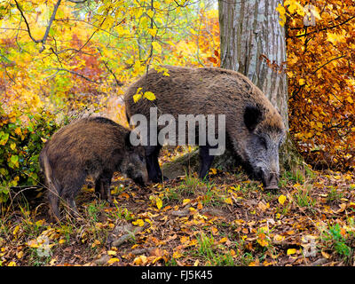 wild boar, pig, wild boar (Sus scrofa), wild sow and juvenile in autumn woods, Germany, Baden-Wuerttemberg Stock Photo