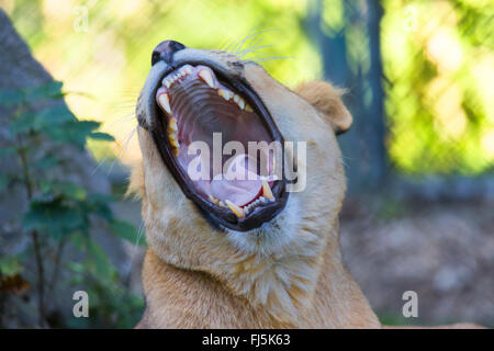 lion (Panthera leo), yawning lioness Stock Photo