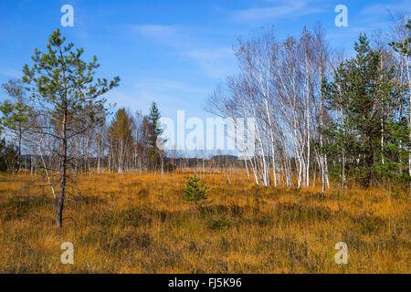 Angerfilz moor near Benediktbeuern, Germany, Bavaria, Oberbayern, Upper Bavaria Stock Photo