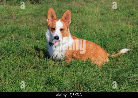 Welsh Corgi Cardigan (Canis lupus f. familiaris), six months old male dog sitting in a meadow, Germany