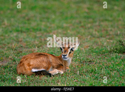 Thomson's gazelle (Gazella thomsoni), gazelle pup, Kenya, Masai Mara National Park Stock Photo