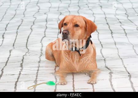 Labrador Retriever (Canis lupus f. familiaris), male dog lying at dog swimming in the swimming pool , Germany Stock Photo