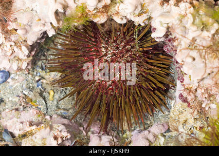 purple sea urchin, stony sea urchin, black urchin (Paracentrotus lividus, Strongylocentrotus lividus, Toxopneustes lividus), sits in dell in the rock digged by itself Stock Photo