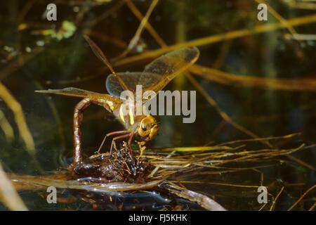brown aeshna, brown hawker, great dragonfly (Aeshna grandis), female laying eggs, Germany Stock Photo