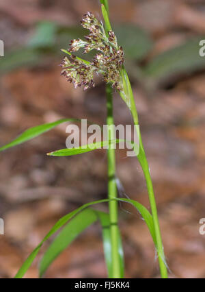 Oakforest woodrush (Luzula luzuloides. Luzula albida), inflorescence, Germany, Bavaria, Oberbayern, Upper Bavaria Stock Photo