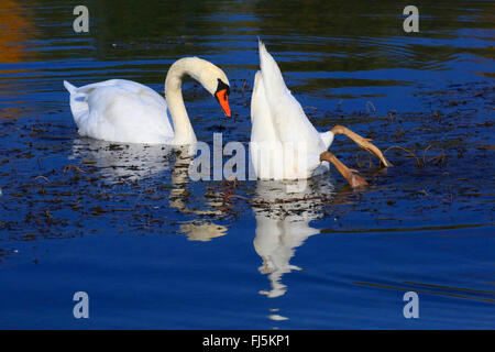 mute swan (Cygnus olor), two mute swans on the lake, Germany Stock Photo