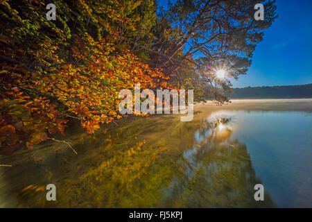 lake shore in autumn in backlight, Germany, Brandenburg, Stechlin, Neuglobsow Stock Photo