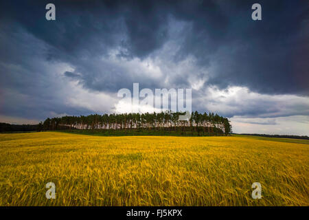 approaching thunderstorm over field scenery and grove, Germany, Saxony, Jocketa Stock Photo
