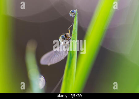 insect on a leaf with a drop of water, Germany, Saxony, Vogtlaendische Schweiz Stock Photo