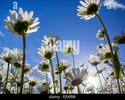 oxeye daisy, ox-eye daisy, white-weed, white daisy, dog daisy, marguerite (Chrysanthemum leucanthemum, Leucanthemum vulgare), blooming against blue sky, Germany Stock Photo