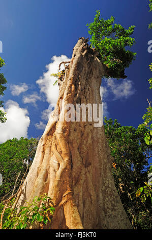 dead giant rainforest tree with fig tree, New Caledonia, Ile des Pins Stock Photo