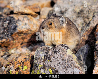 American pika (Ochotona princeps), on a rock, USA, Colorado, Rocky Mountain National Park Stock Photo