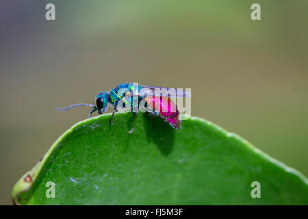 common gold wasp, ruby-tail, ruby-tailed wasp (Chrysis ignita), rests on a leaf, Germany, Bavaria Stock Photo