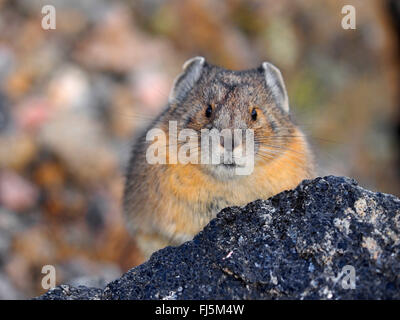 American pika (Ochotona princeps), on a rock, USA, Colorado, Rocky Mountain National Park Stock Photo