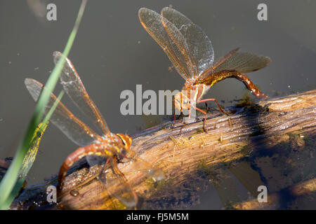 brown aeshna, brown hawker, great dragonfly (Aeshna grandis), females laying eggs, Germany, Bavaria Stock Photo