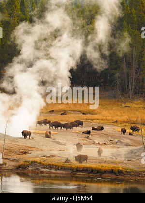 American bison, buffalo (Bison bison), herd of buffalos in front of hot springs, USA, Wyoming, Yellowstone National Park, West Thumb Geysir Basin Stock Photo