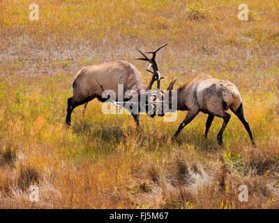 wapiti, elk (Cervus elaphus canadensis, Cervus canadensis), two fighting stags in rutting season, USA, Colorado, Rocky Mountain National Park Stock Photo