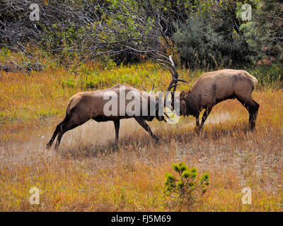 wapiti, elk (Cervus elaphus canadensis, Cervus canadensis), two fighting stags in rutting season, USA, Colorado, Rocky Mountain National Park Stock Photo