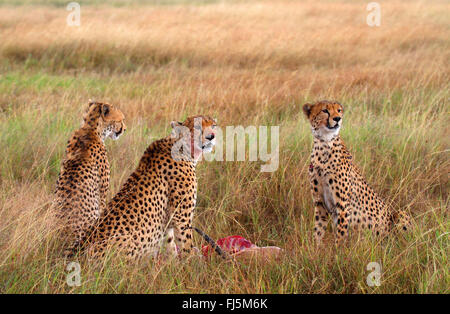 cheetah (Acinonyx jubatus), three watchful cheetahs feeding a hunting down gazelle, Kenya, Masai Mara National Park Stock Photo