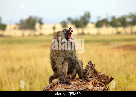 yellow baboon, savannah baboon, anubius baboon, olive baboon (Papio anubis, Papio cynocephalus anubis), male sitting on deadwood and yawning, Kenya, Masai Mara National Park Stock Photo