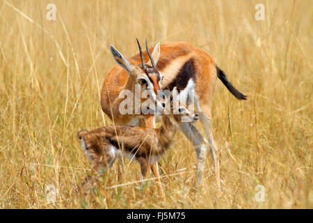 Thomson's gazelle (Gazella thomsoni, Eudorcas thomsoni), mother and child on high dried grass, Kenya, Masai Mara National Park Stock Photo