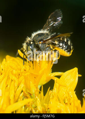 Leaf-cutter bee (Anthidium punctatum), Female foraging on Goldmoss Stonecrop (Sedum acre), Germany Stock Photo