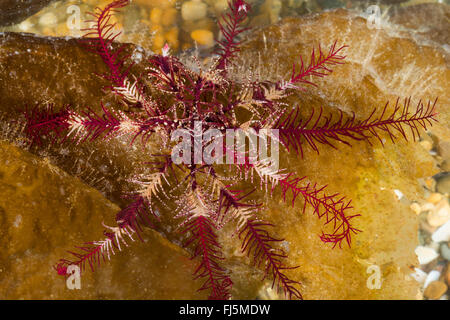 Rosy Feather-Star, rosy feather star, European comatulid, Atlantic feather star (Antedon bifida), on the ground Stock Photo