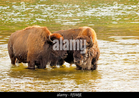 American bison, buffalo (Bison bison), buffalos crossing Yellowstone River, USA, Wyoming, Yellowstone National Park, Hayden Valley Stock Photo