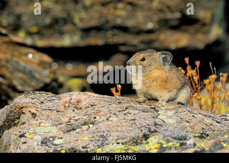 American pika (Ochotona princeps), on a rock, USA, Colorado, Rocky Mountain National Park Stock Photo