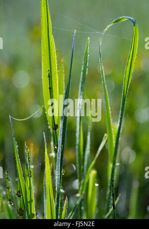 blades of grass in backlight, Germany, Bavaria, Oberbayern, Upper Bavaria Stock Photo