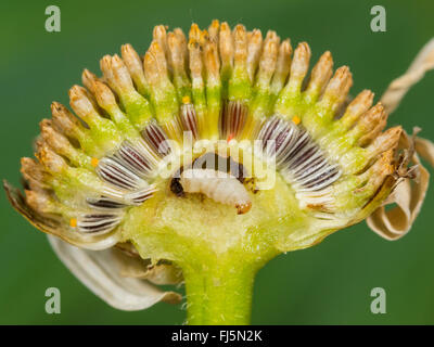 braconid, braconid wasp (Bracon atrator), Mature larva in the torus of oxeye-daisy (Leucanthemum vulgare), Germany Stock Photo