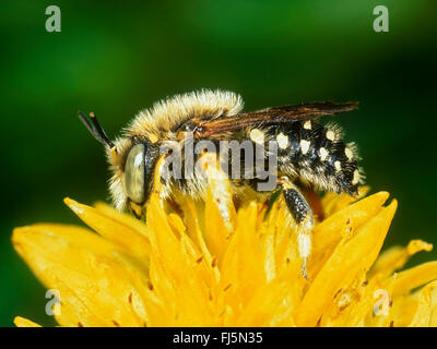Leaf-cutter bee (Anthidium punctatum), Female foraging on Goldmoss Stonecrop (Sedum acre), Germany Stock Photo