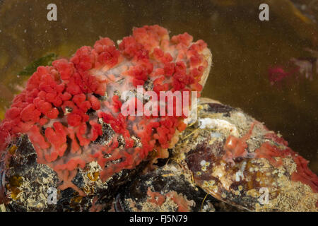 flesh sponge (Oscarella cf. lobularis, Halisarca cf. lobularis, Oscaria cf. lobularis), on a stone Stock Photo