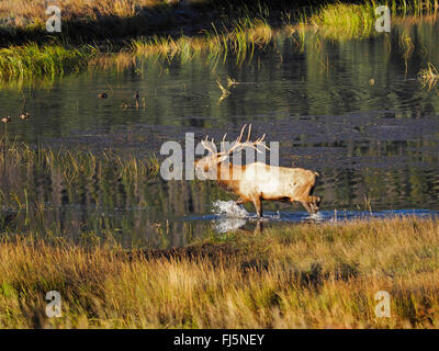 wapiti, elk (Cervus elaphus canadensis, Cervus canadensis), stag at river in rutting season, USA, Colorado, Rocky Mountain National Park Stock Photo