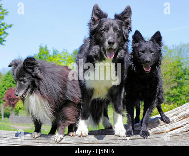 Border Collie (Canis lupus f. familiaris), thirteen years old Border Collie standing together with a Mudi and a Sheltie on a tree trunk, Germany Stock Photo