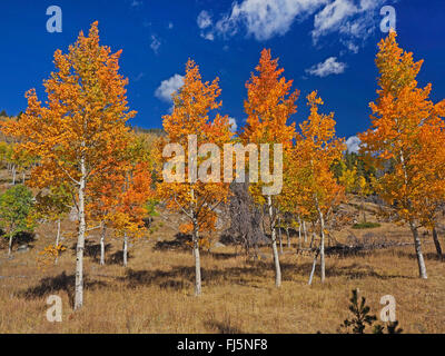 American aspen, quaking aspen, trembling aspen (Populus tremuloides), American aspens in autumn, USA, Wyoming, Grand Teton National Park Stock Photo