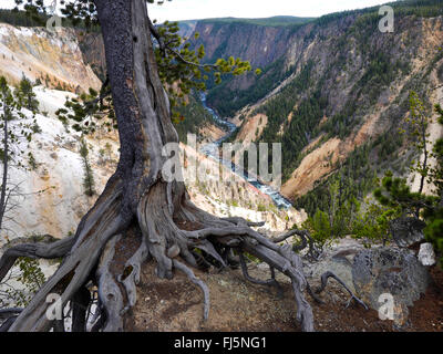 pine (Pinus spec.), old pines at the Grand Canyon of Yellowstone, USA, Wyoming, Yellowstone National Park Stock Photo