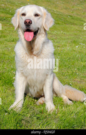 Golden Retriever (Canis lupus f. familiaris), five years old white male dog sitting in a meadow, portrait, Germany Stock Photo