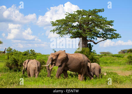 African elephant (Loxodonta africana), cow elephant with young animals at an umbrella thorn, Kenya Stock Photo