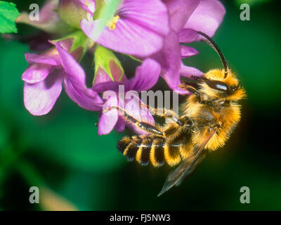 Clover Melitta (Melitta leporina), Male foraging on Lucerne (Medicago sativa), Germany Stock Photo