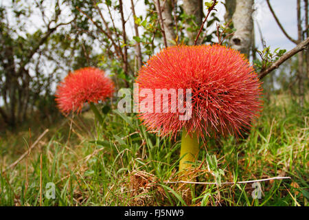 blood lily, cape tulip (Haemanthus katherinae, Scadoxus multiflorus ssp. katherinae), two inflorescences, Kenya, Masai Mara National Park Stock Photo