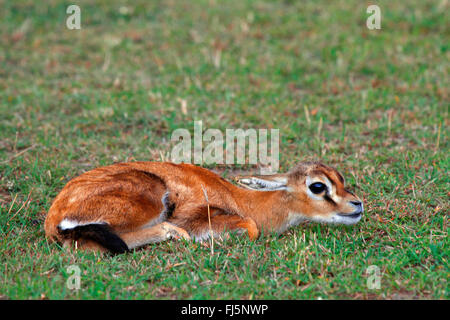 Thomson's gazelle (Gazella thomsoni), gazelle pup, Kenya, Masai Mara National Park Stock Photo