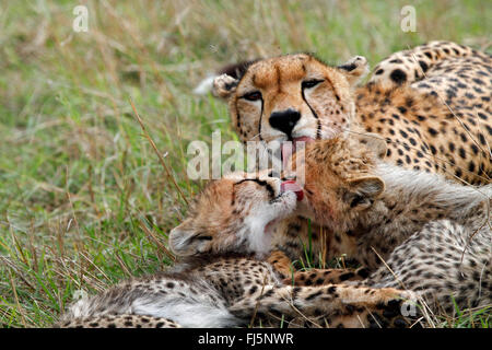 cheetah (Acinonyx jubatus), female and cubs grooming, Kenya, Masai Mara National Park Stock Photo