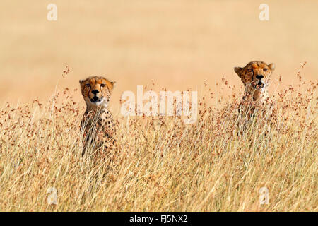 cheetah (Acinonyx jubatus), two cheetahs in the high grass of the savannah, Kenya, Masai Mara National Park Stock Photo