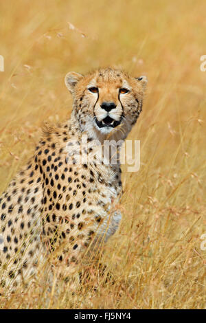 cheetah (Acinonyx jubatus), portrait, Kenya, Masai Mara National Park Stock Photo